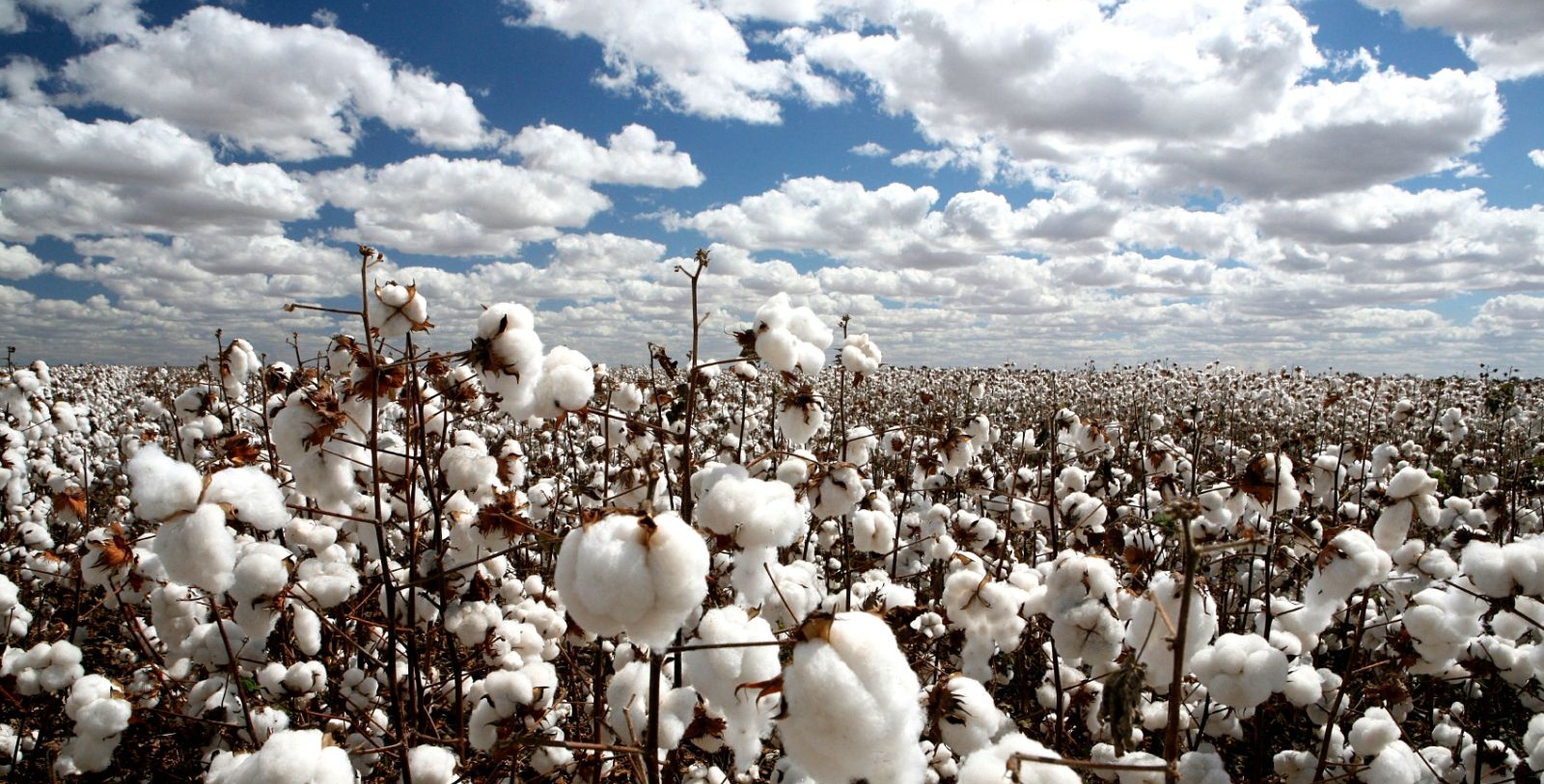 Algodon - Cotton in Mexicali Baja California Mexico
