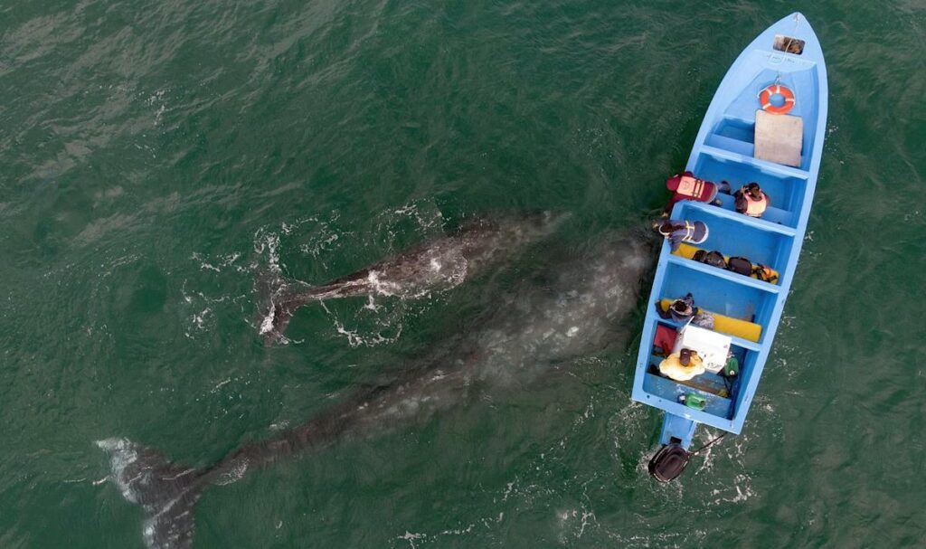 Whale takes tourists for a ride off the coast of Baja Mexico